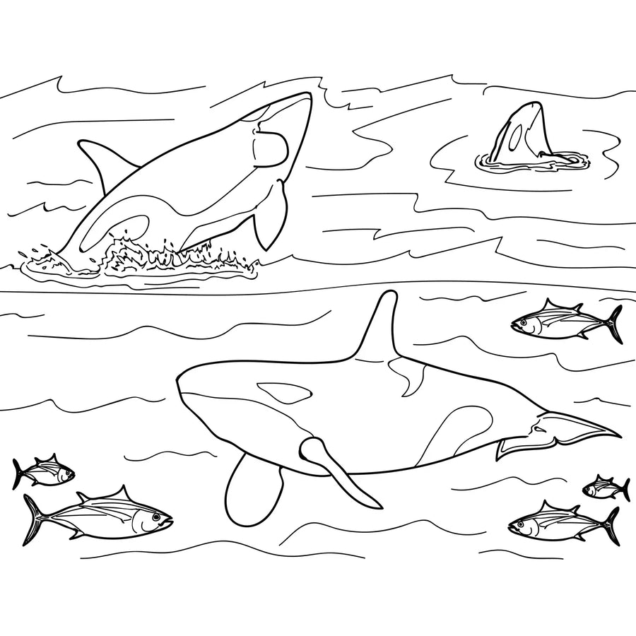 Marine Mammals Coloring Book
