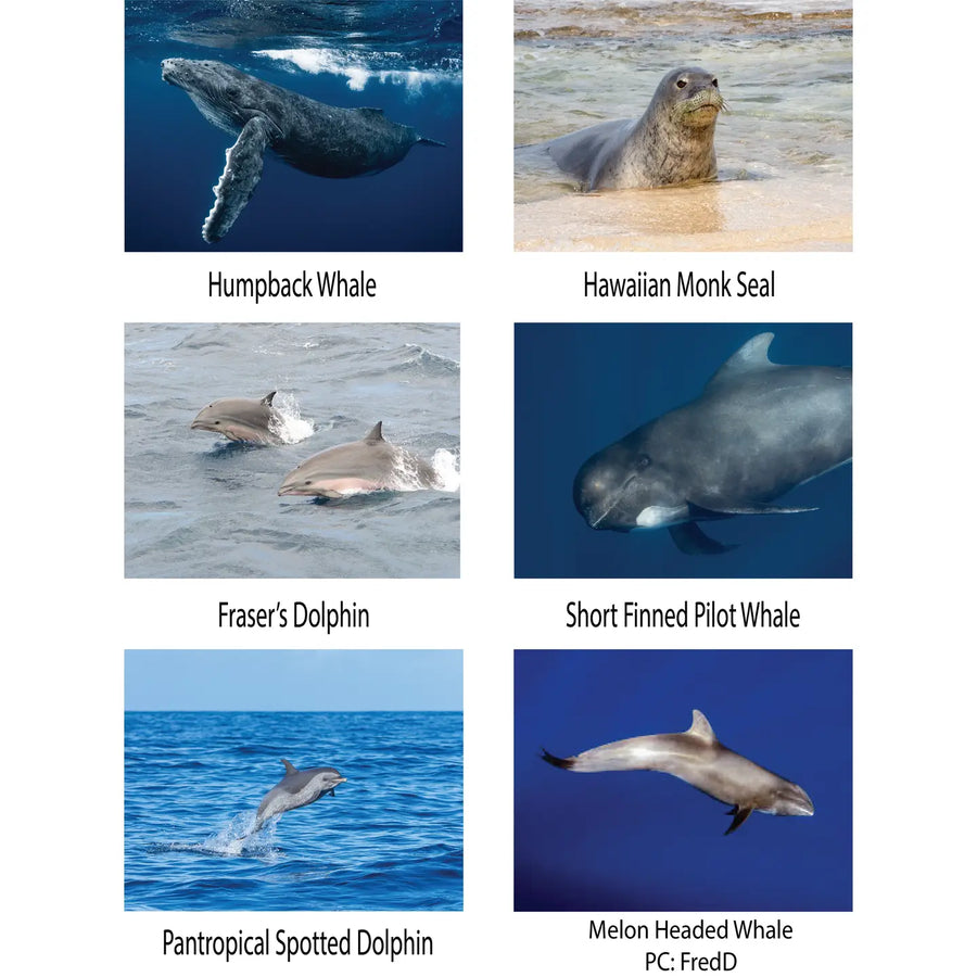 Marine Mammals Coloring Book