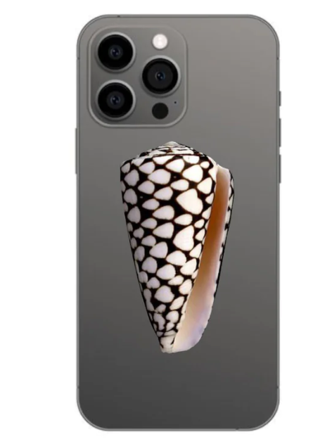 Phone Grip - Cone Shell